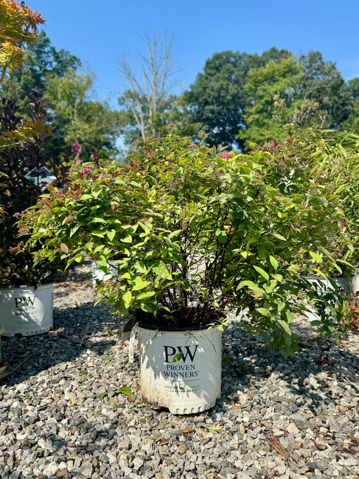 Double Play® Red Spirea