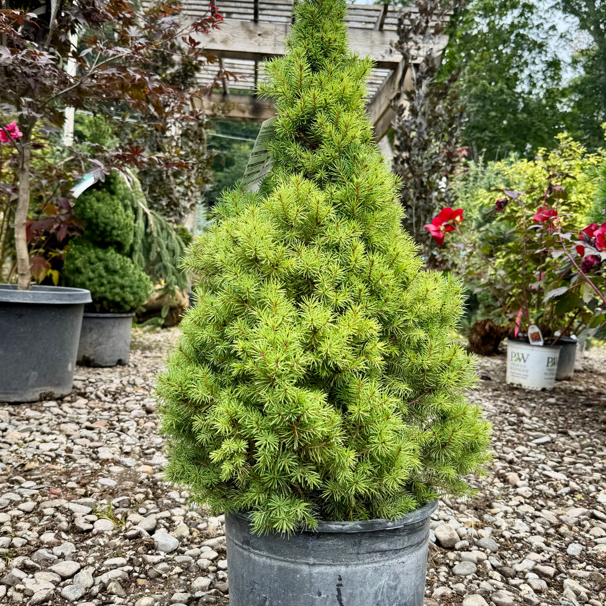 Auburn  酋長sporeling③ Dwarf Alberta Spruce For Sale Online! — Gardens of the World
