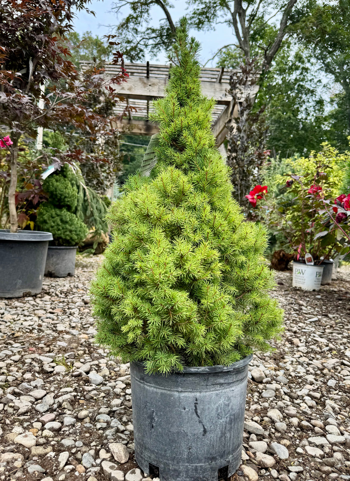 Dwarf Alberta Spruce For Sale Online! — Gardens of the World