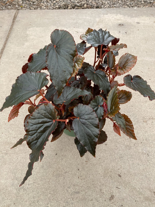 Black Magic Begonia