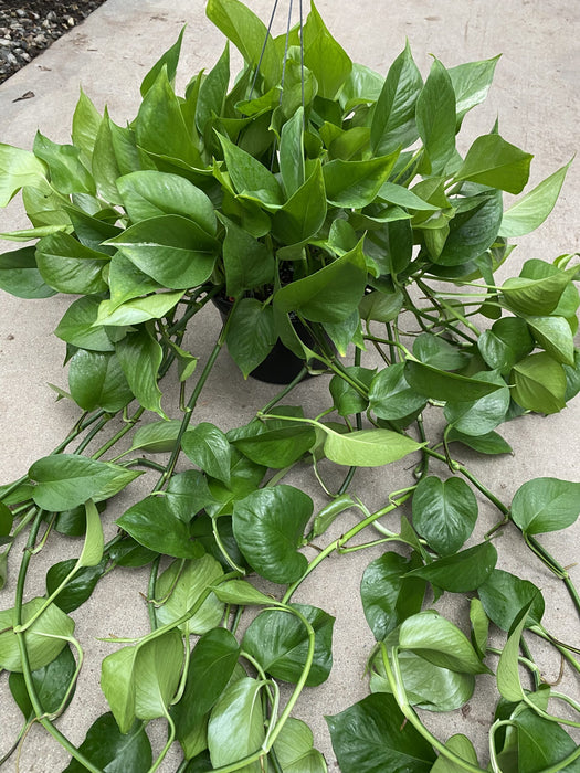 Green Queen Pothos