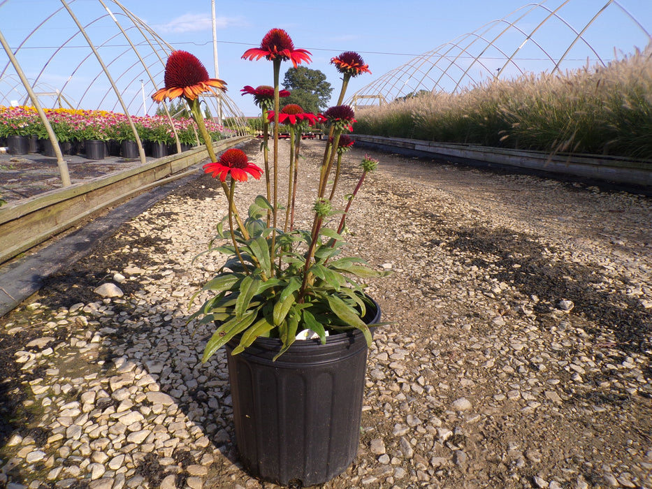 Kismet Red Coneflower
