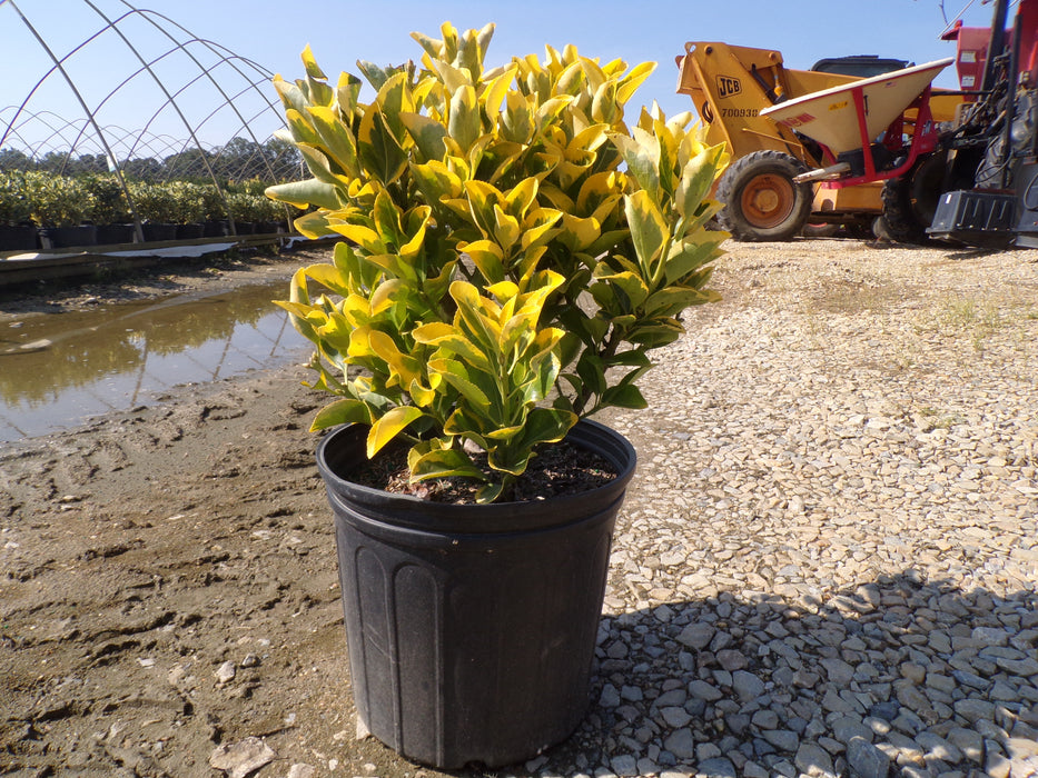 Golden Euonymus