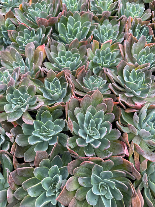 Blue Prince Echeveria