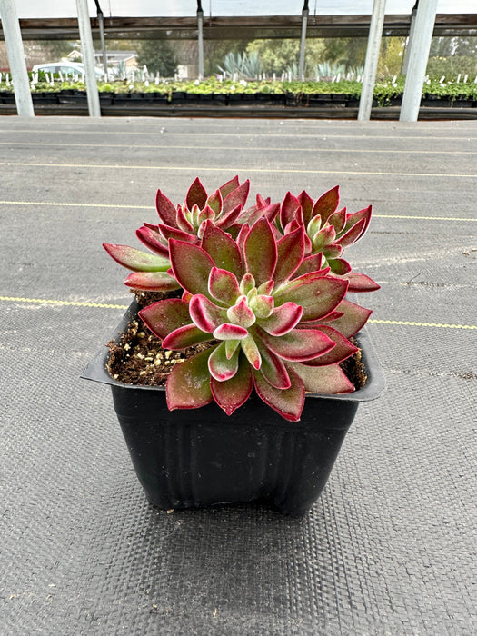 Ruby Slippers Hens & Chicks (Echeveria)