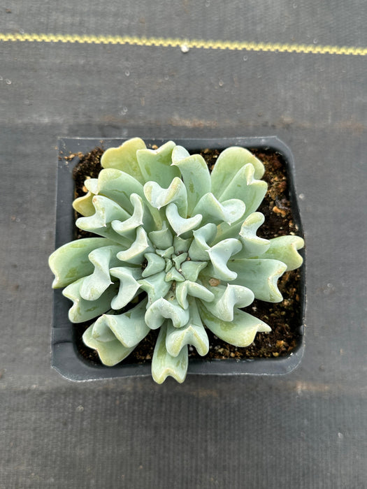 Topsy Turvy Echeveria