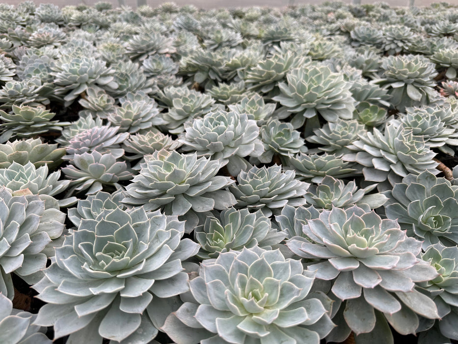 Morning Beauty Plant (Echeveria subsessilis)