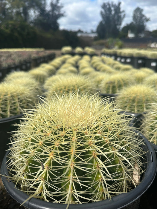 Golden Barrel Cactus