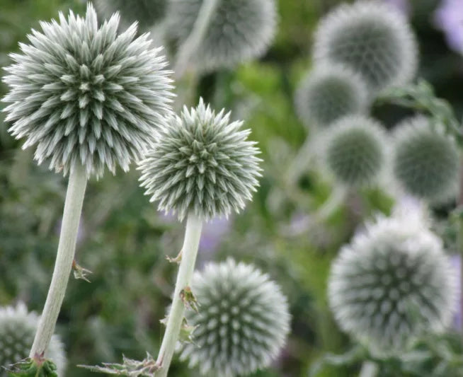 White Globe Thistle