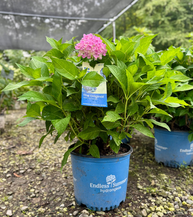 Endless Summer® Hydrangea - The Original Reblooming Hydrangea