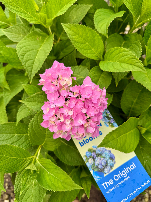 Endless Summer® Hydrangea - The Original Reblooming Hydrangea
