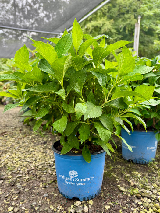 Endless Summer® Hydrangea - The Original Reblooming Hydrangea