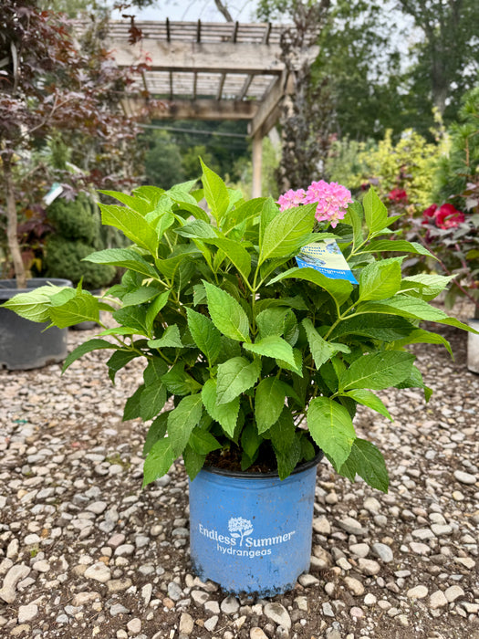 Endless Summer® Hydrangea - The Original Reblooming Hydrangea