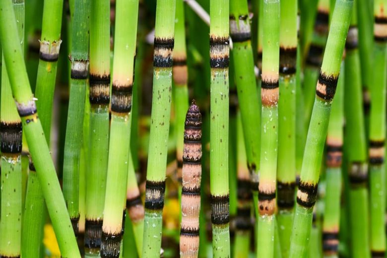 Horsetail