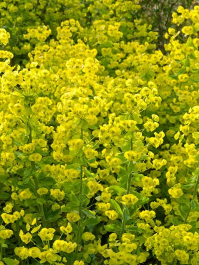 Wood Spurge