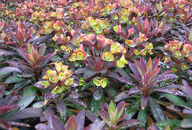 Blackbird Spurge