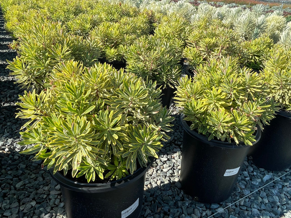 Ascot Rainbow Spurge