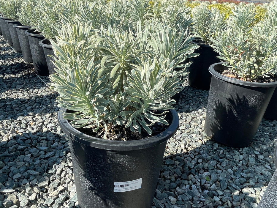 Glacier Blue Spurge