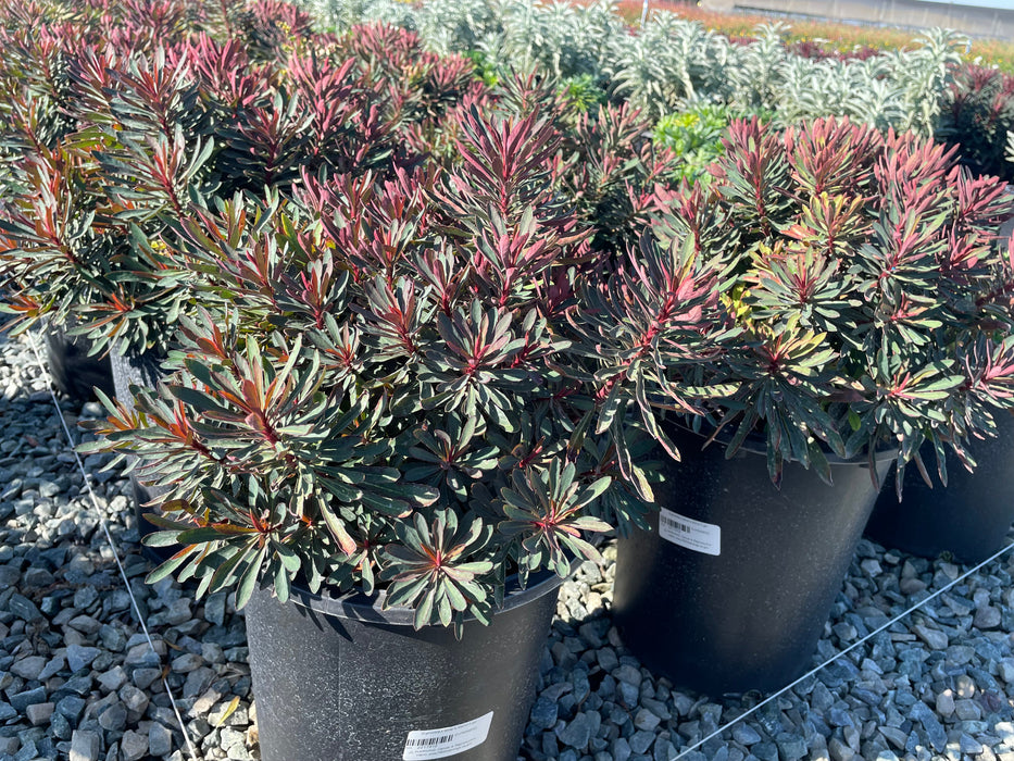 Miner's Merlot Spurge (Euphorbia)