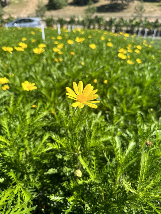 Green Leaved Bush Daisy