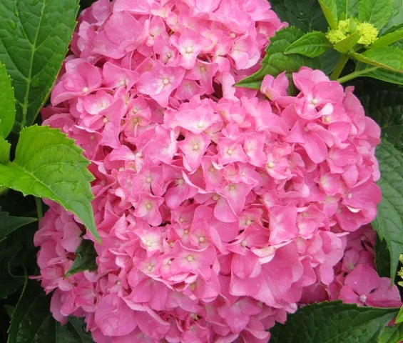 Magical® Everlasting Crimson Hydrangea