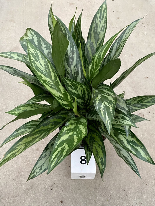 Tigress Chinese Evergreen