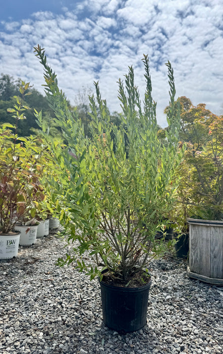 Flamingo Dappled Willow