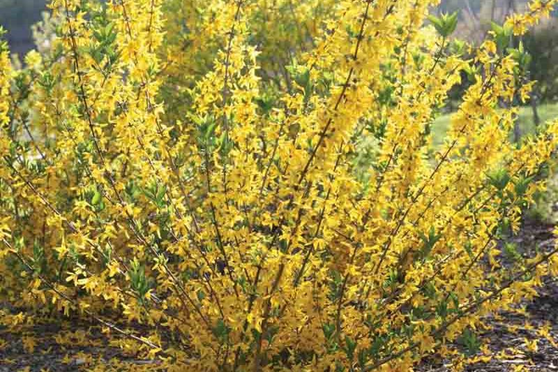 Magical Gold Forsythia