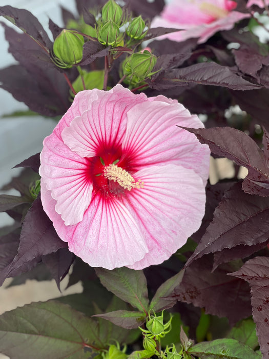 Starry Starry Night Rose Mallow (Hibiscus)