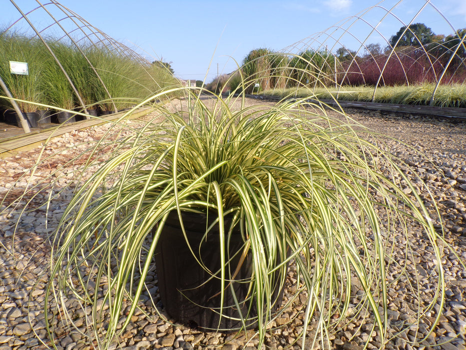 Evergold Sedge