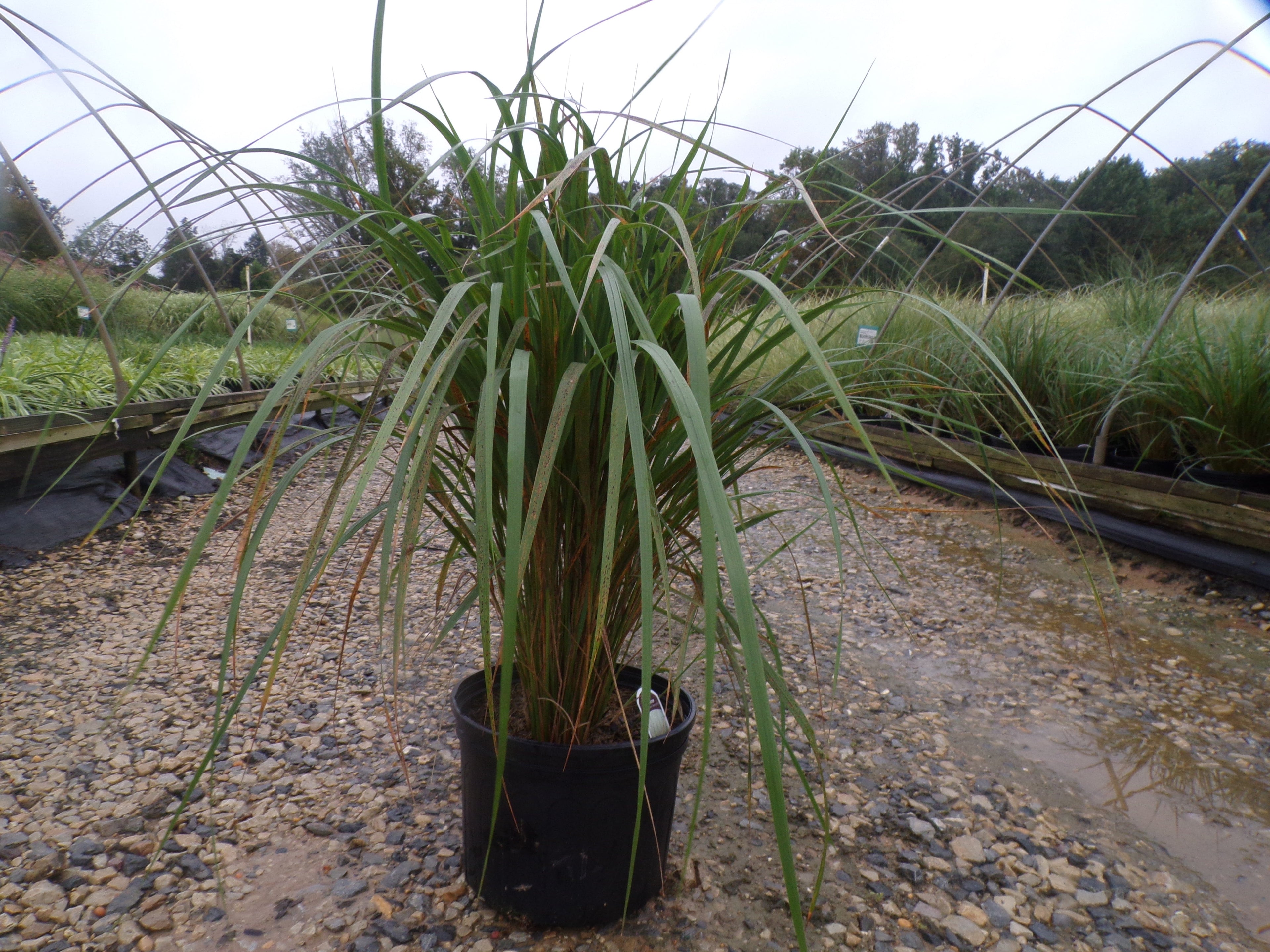 Karl Foerster Feather Reed Grass