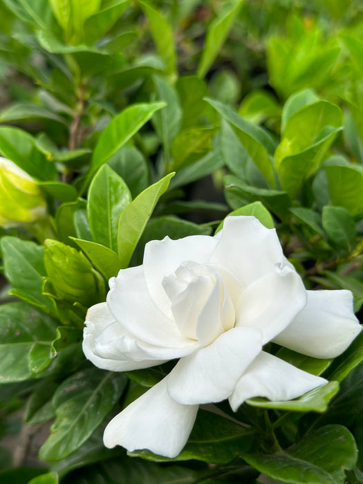 Everblooming Gardenia