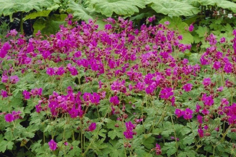 Bevan's Variety Geranium