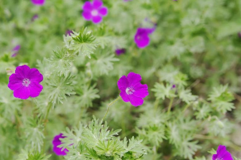 Bloody Cranesbill Geranium