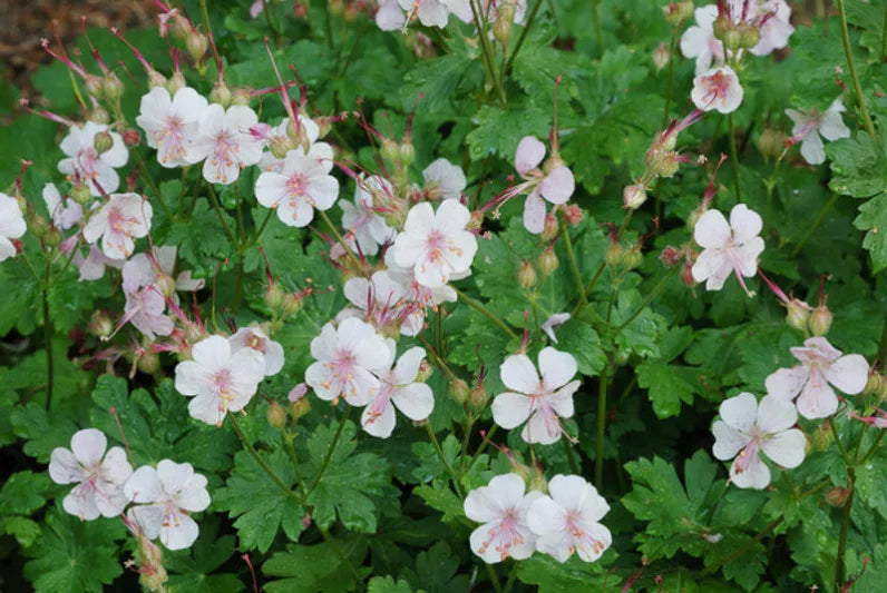 Biokovo Geranium