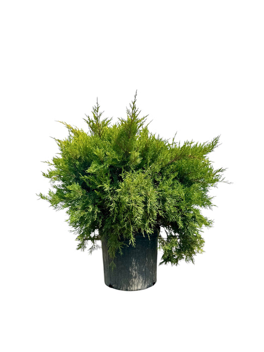 Gold Coast Juniper