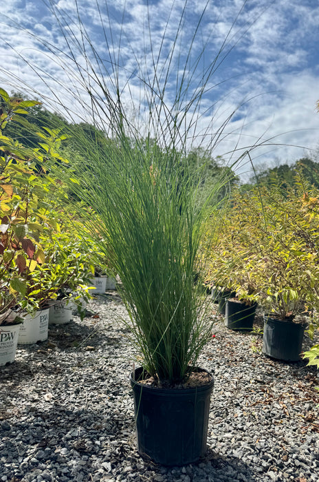 Gracillimus Maiden Grass
