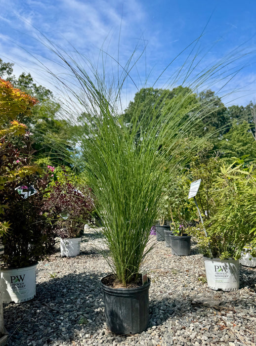 Gracillimus Maiden Grass