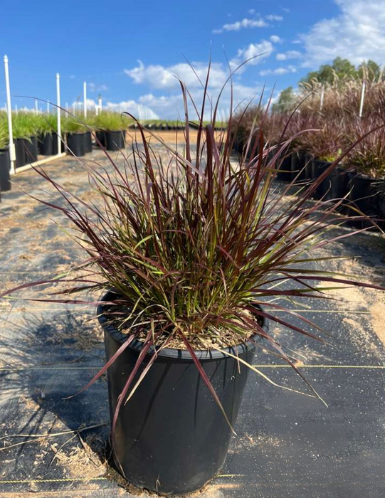 Eaton Canyon Dwarf Red Fountain Grass