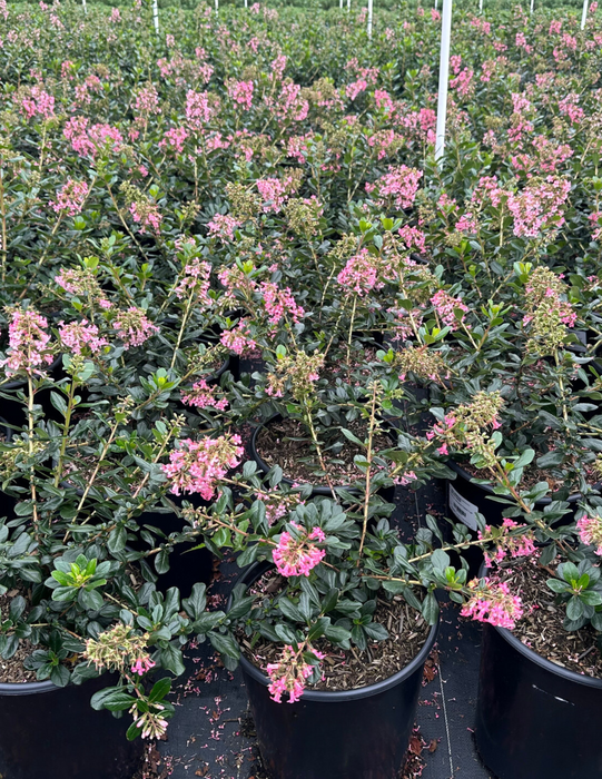 Pink Princess Escallonia