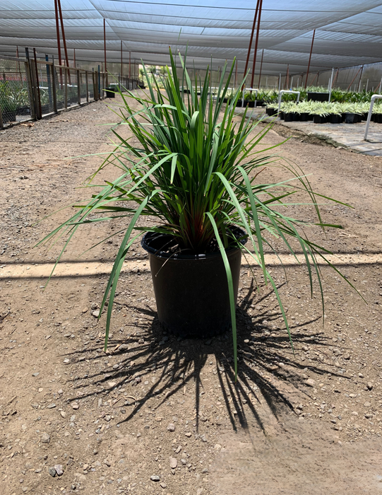 Coolvista™ Dianella