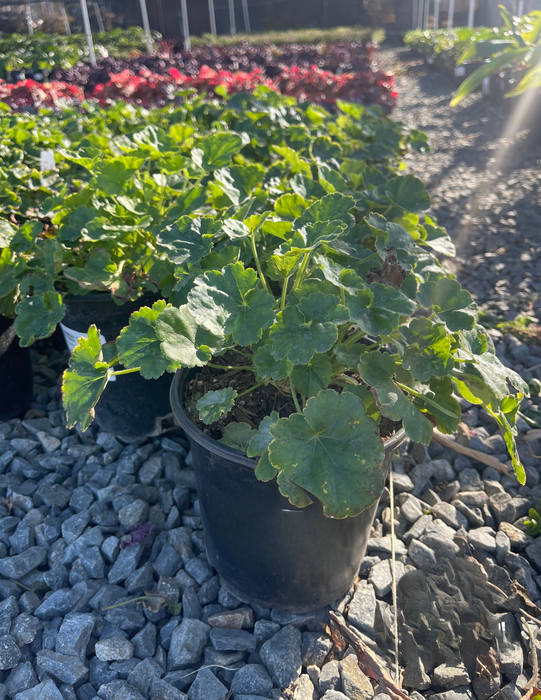 Santa Ana Cardinal Coral Bells