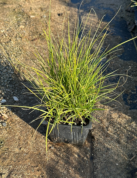 California Field Sedge