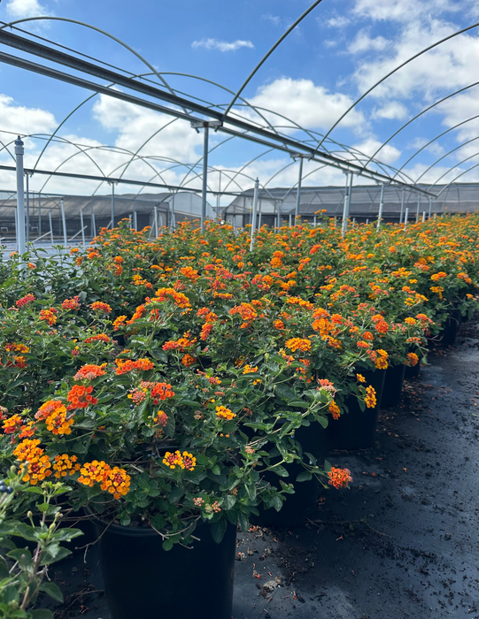 Radiation Bush Lantana