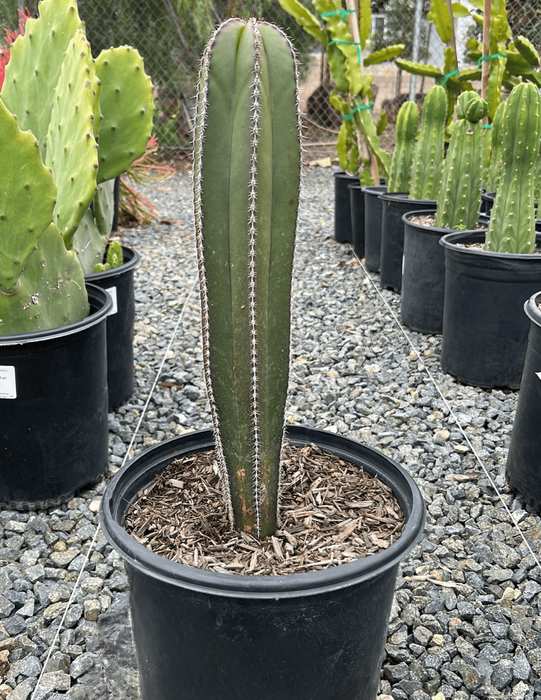 Mexican Fence Post Cactus