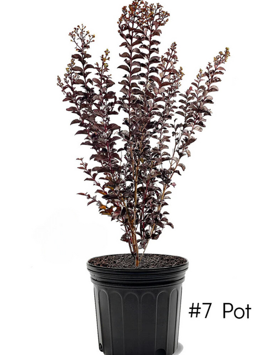 Lunar Magic® Crapemyrtle