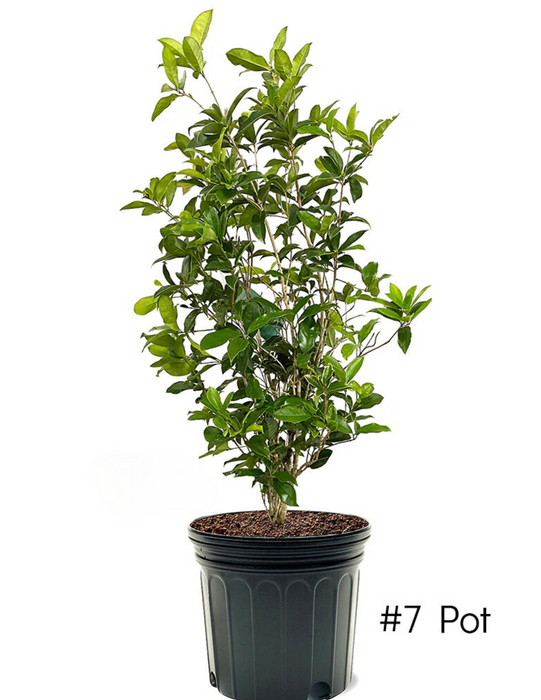 Fragrant Tea Olive Tree