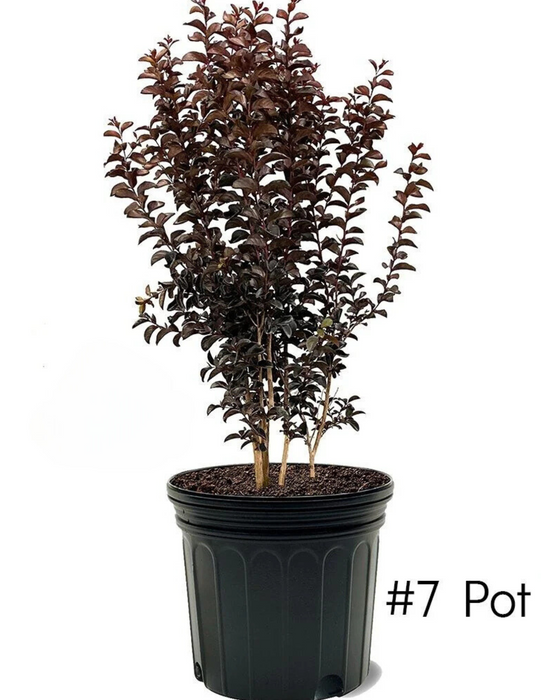 Black Diamond Purely Purple Crape Myrtle