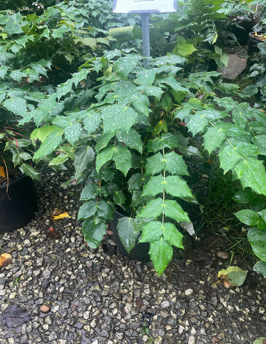 Leatherleaf Mahonia