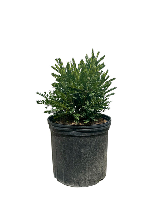 Green Gem Boxwood